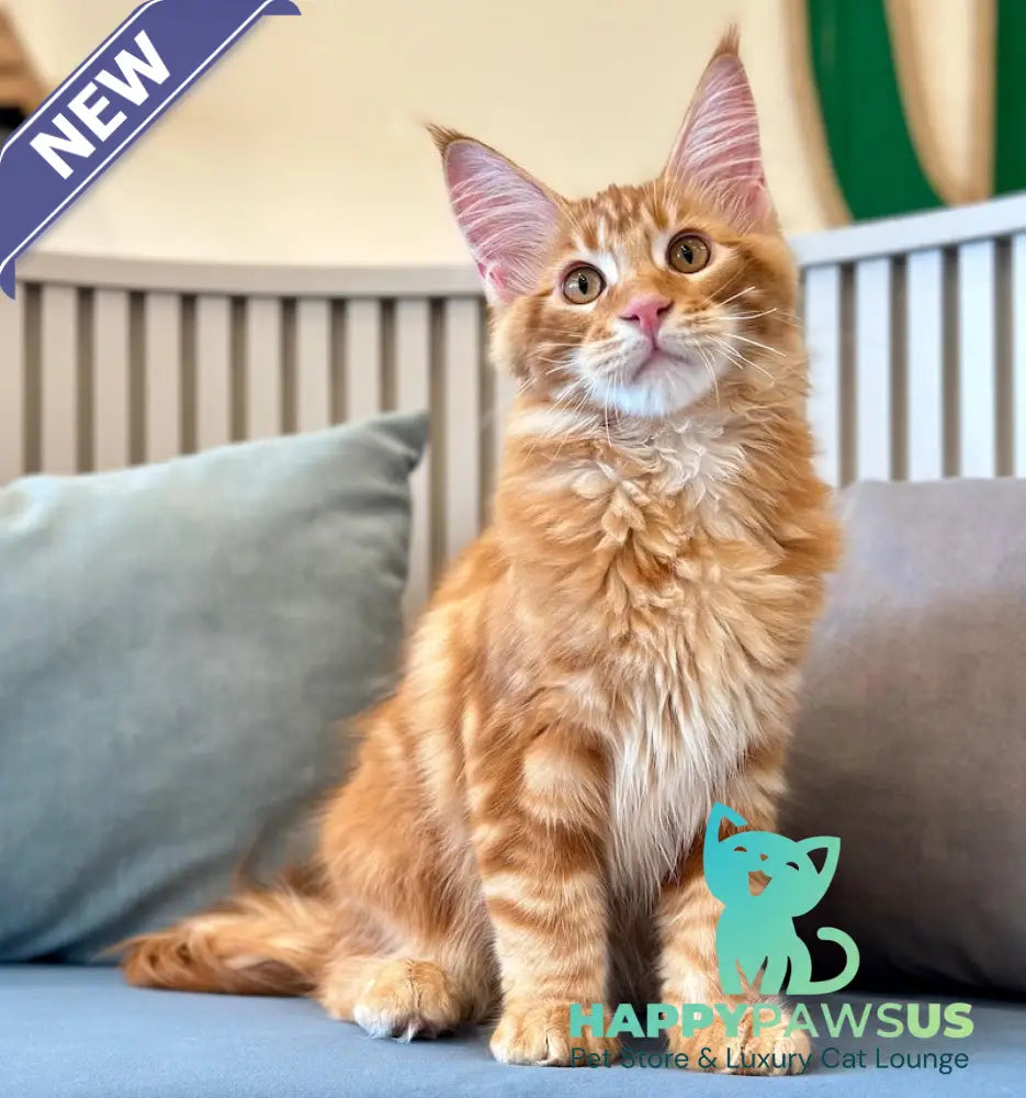 Simba Maine Coon male red tabby - live animals