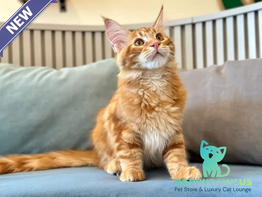 Simba Maine Coon male red tabby - live animals