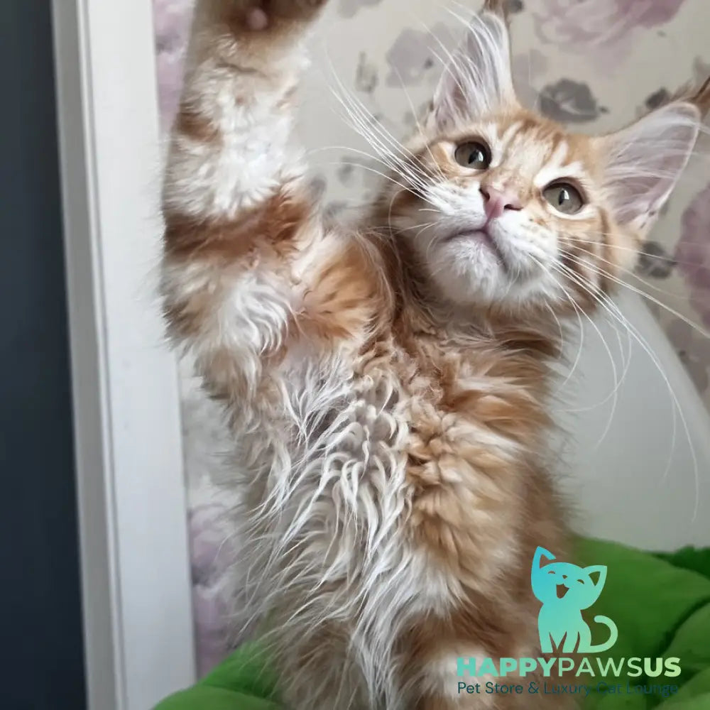 Simba Maine Coon male red tabby - live animals