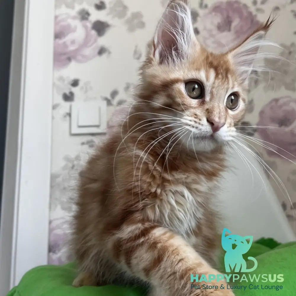 Simba Maine Coon male red tabby - live animals