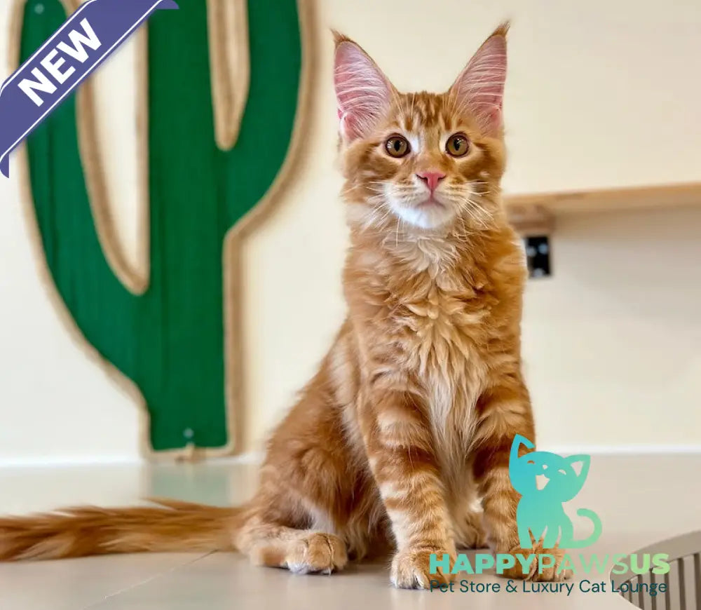 Simba Maine Coon male red tabby - live animals