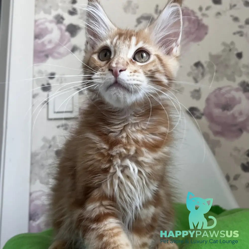 Simba Maine Coon male red tabby - live animals