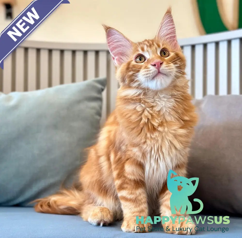 Simba Maine Coon male red tabby - live animals