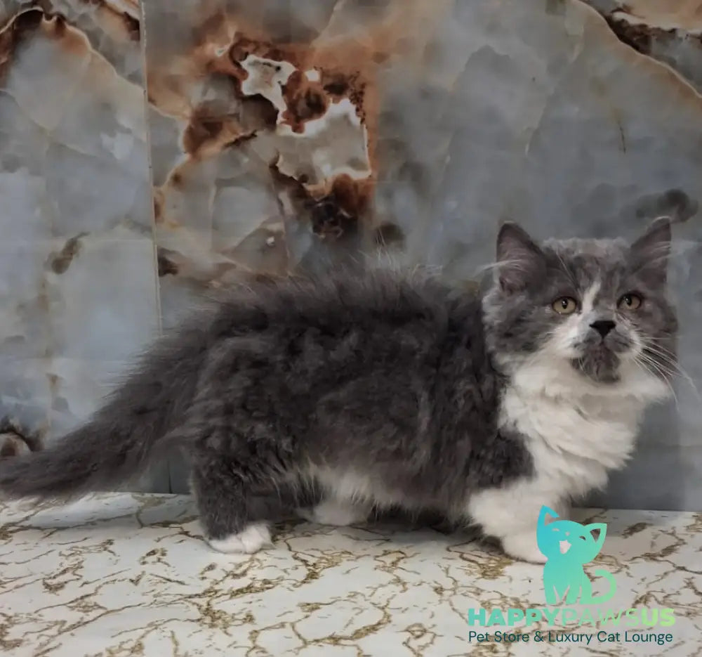 Simba Munchkin male blue bicolour - live animals