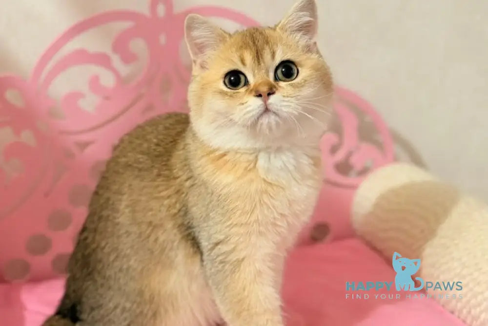 Simba Scottish Straight male black golden shaded live animals