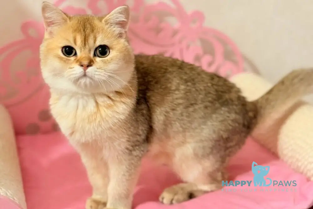 Simba Scottish Straight male black golden shaded live animals