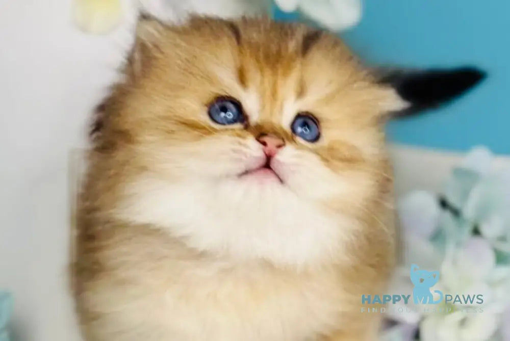 Simba Scottish Fold male black golden ticked tabby live animals