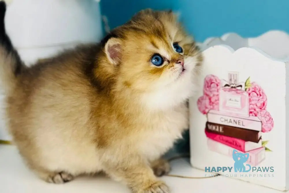 Simba Scottish Fold male black golden ticked tabby live animals