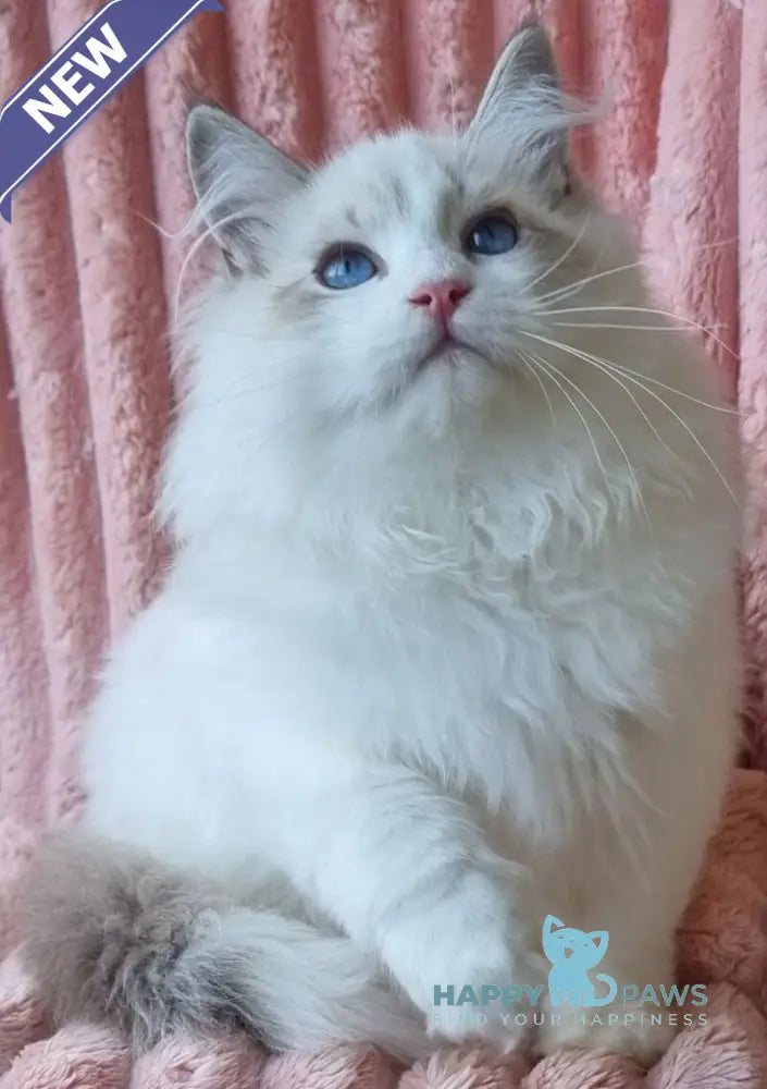 Simeon Siberian male blue tabby pointed with white live animals