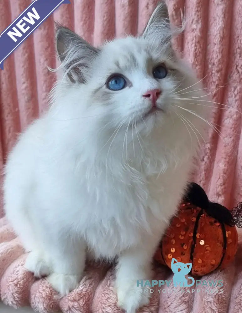 Simeon Siberian male blue tabby pointed with white live animals