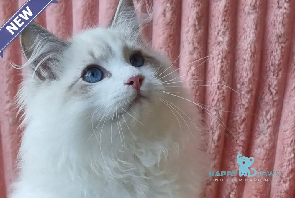 Simeon Siberian male blue tabby pointed with white live animals