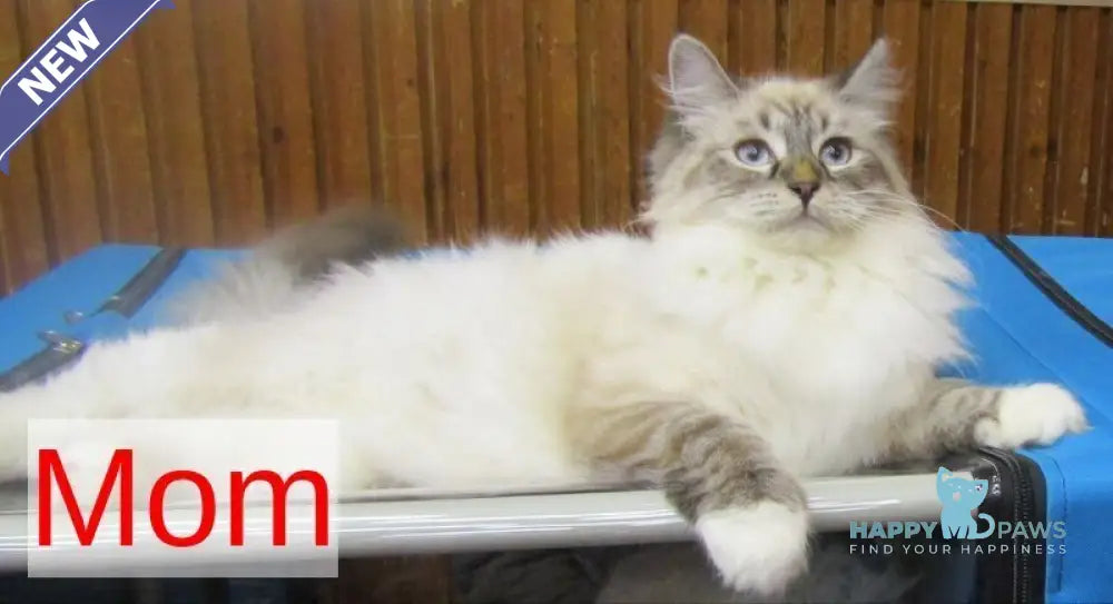 Simeon Siberian male blue tabby pointed with white live animals