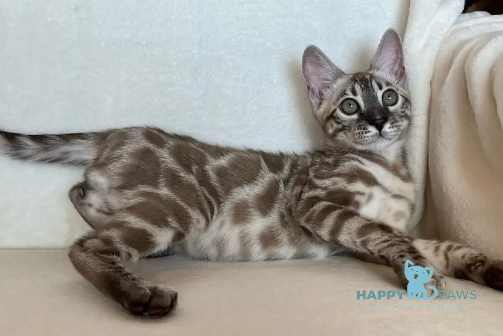 Simon Bengal male snow mink live animals