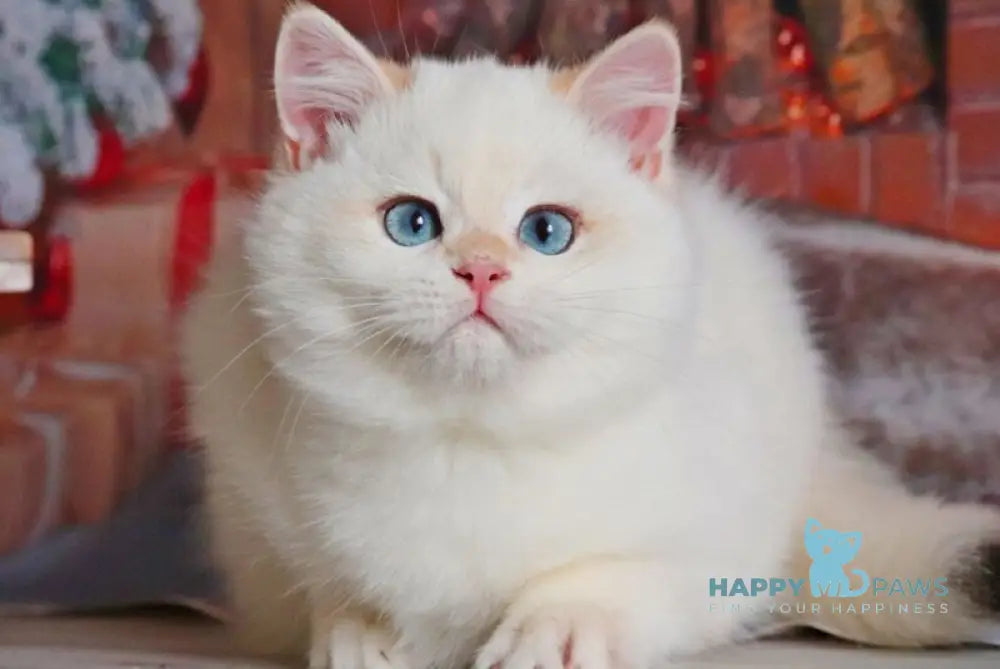 Simon British Shorthair male black golden chinchilla pointed live animals