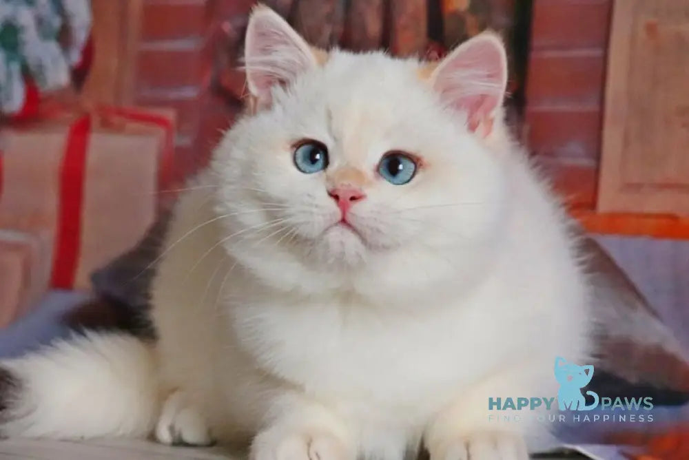 Simon British Shorthair male black golden chinchilla pointed live animals