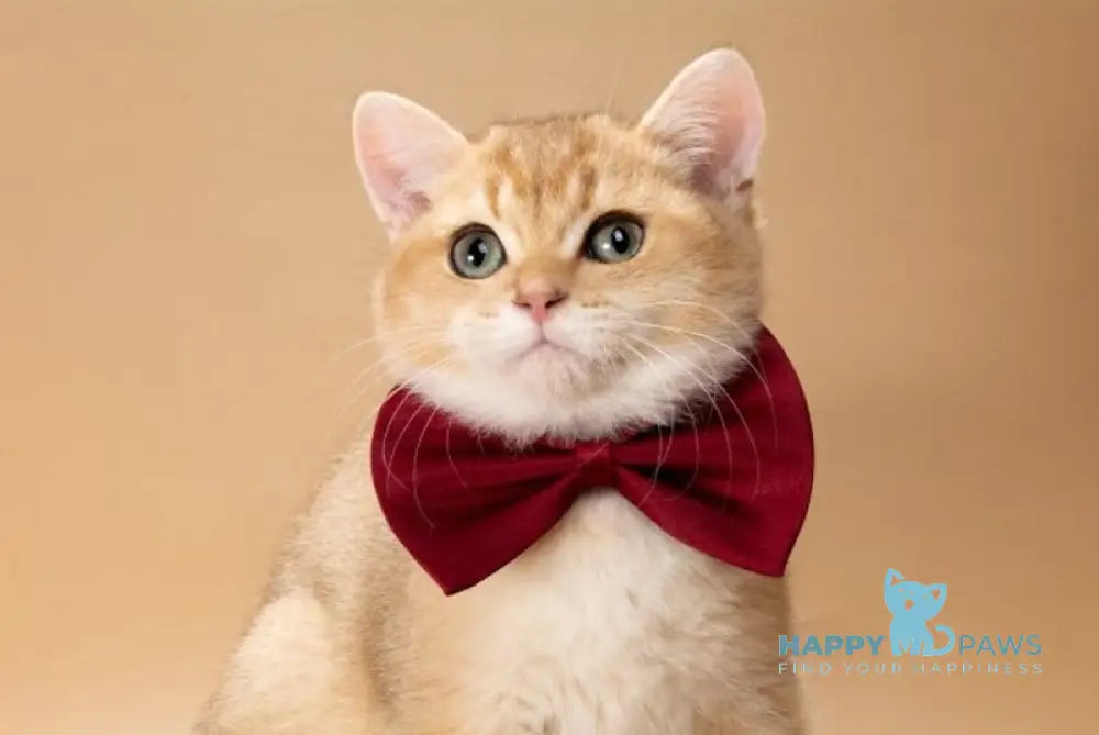 Simon British Shorthair male black golden shaded live animals