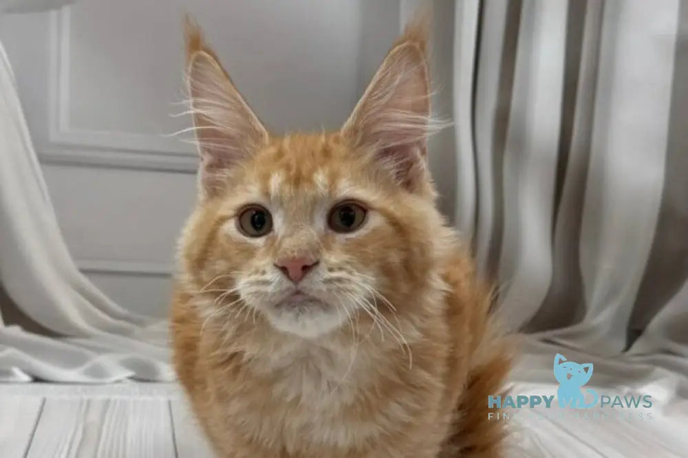 Simon Maine Coon male red live animals