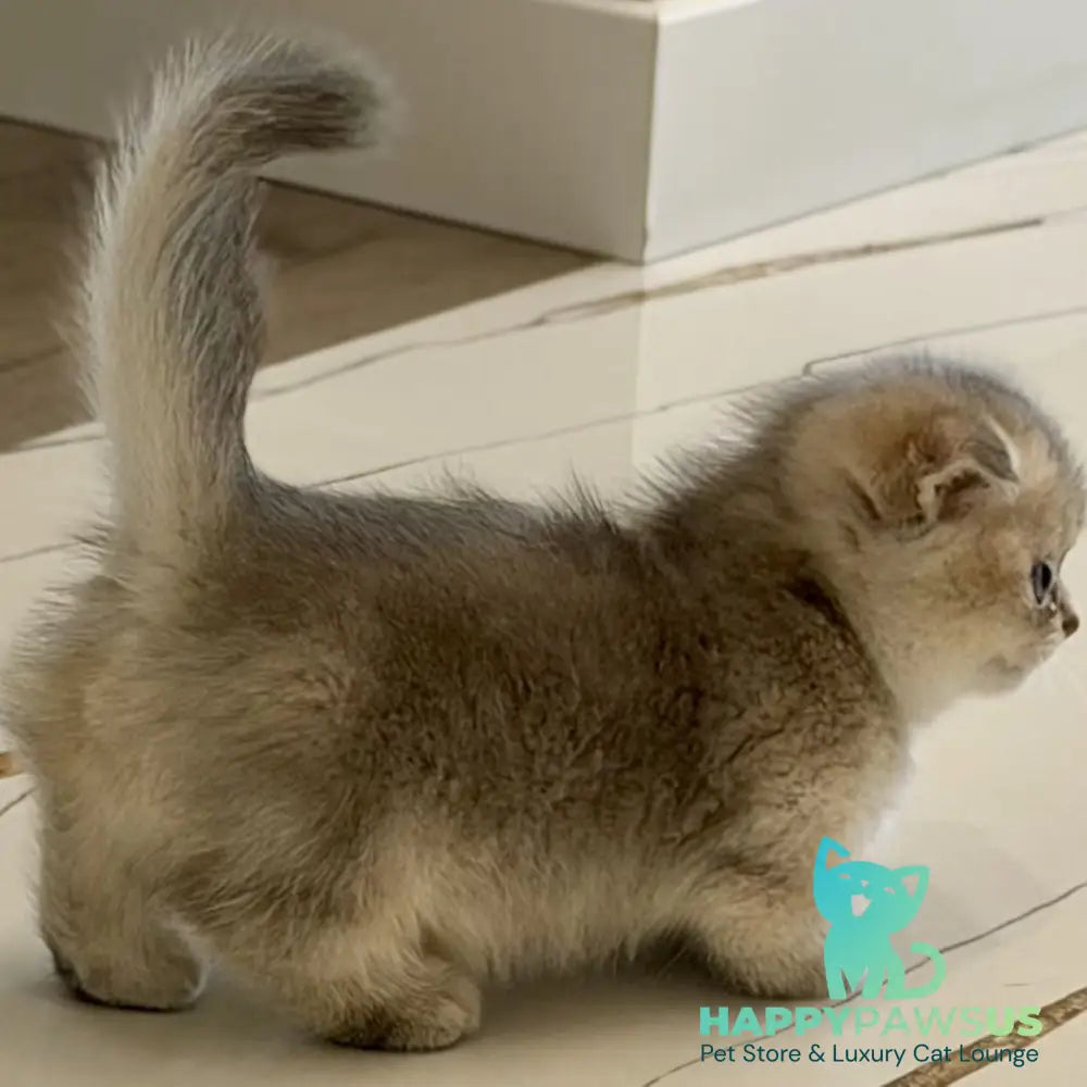 Simon Munchkin male blue golden shaded - live animals