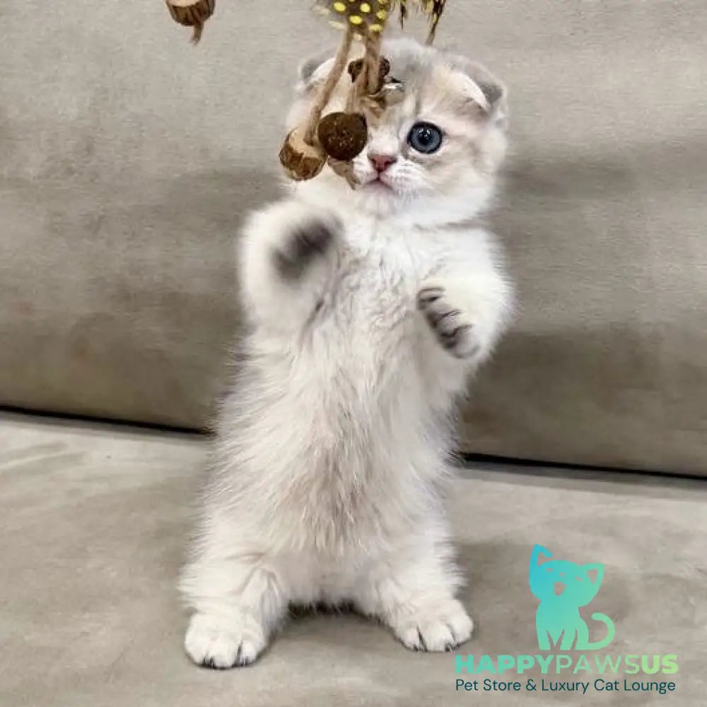 Simon Munchkin male blue golden shaded - live animals