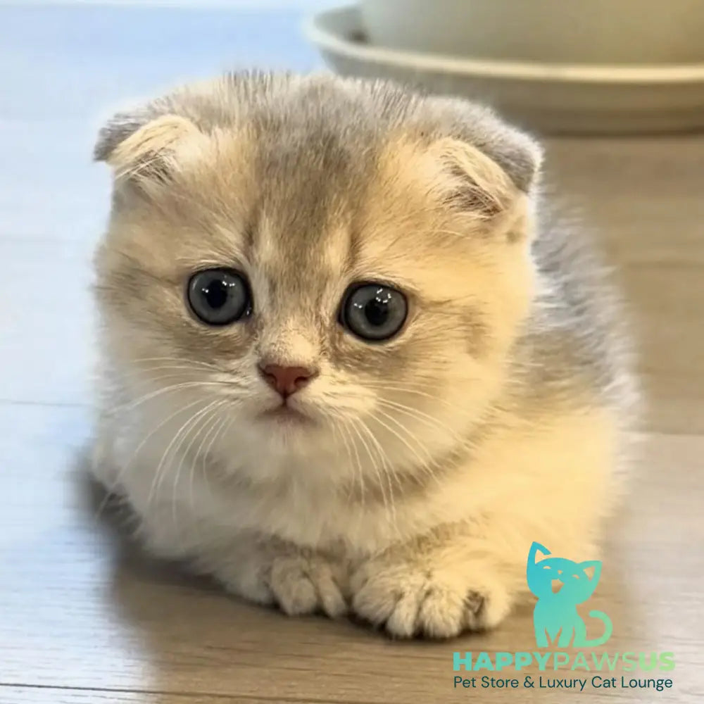 Simon Munchkin male blue golden shaded - live animals