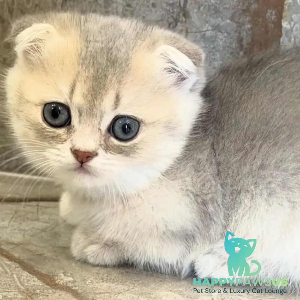 Simon Munchkin male blue golden shaded - live animals
