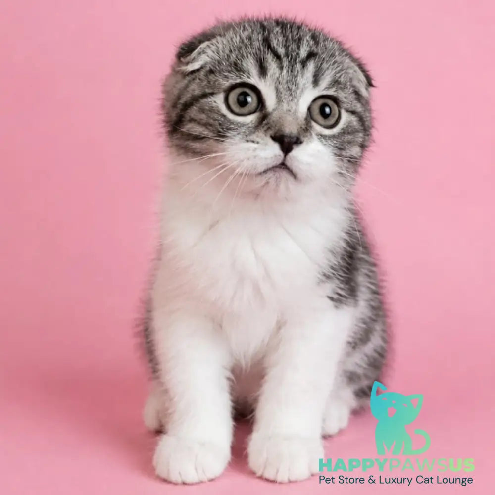 Simon Scottish Fold male black silver tabby bicolour - live animals