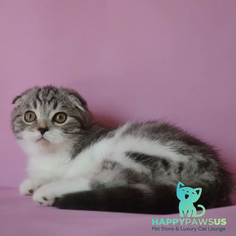 Simon Scottish Fold male black silver tabby bicolour - live animals