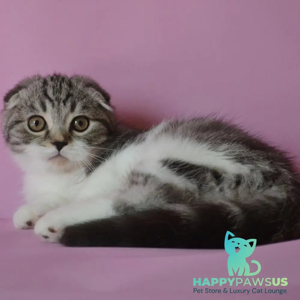 Simon Scottish Fold male black silver tabby bicolour - live animals