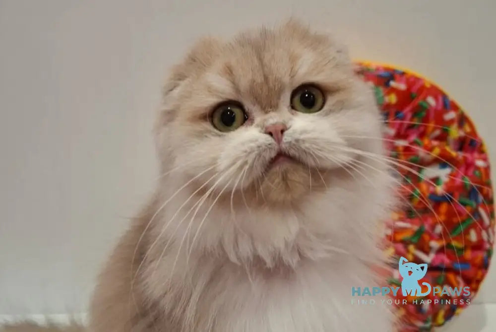 Simon Scottish Fold male blue golden chinchilla live animals