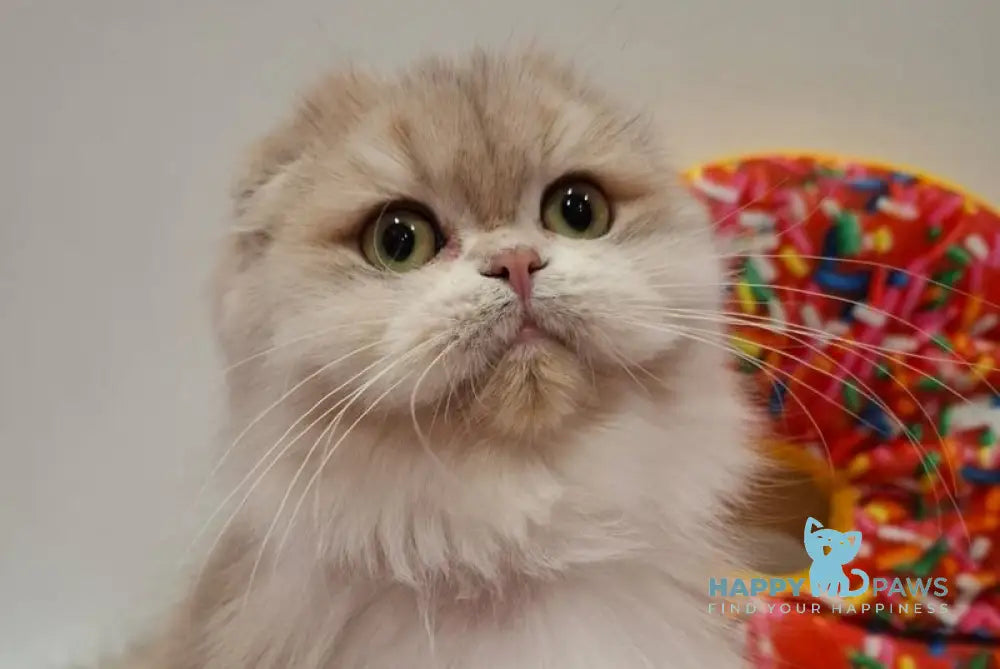 Simon Scottish Fold male blue golden chinchilla live animals