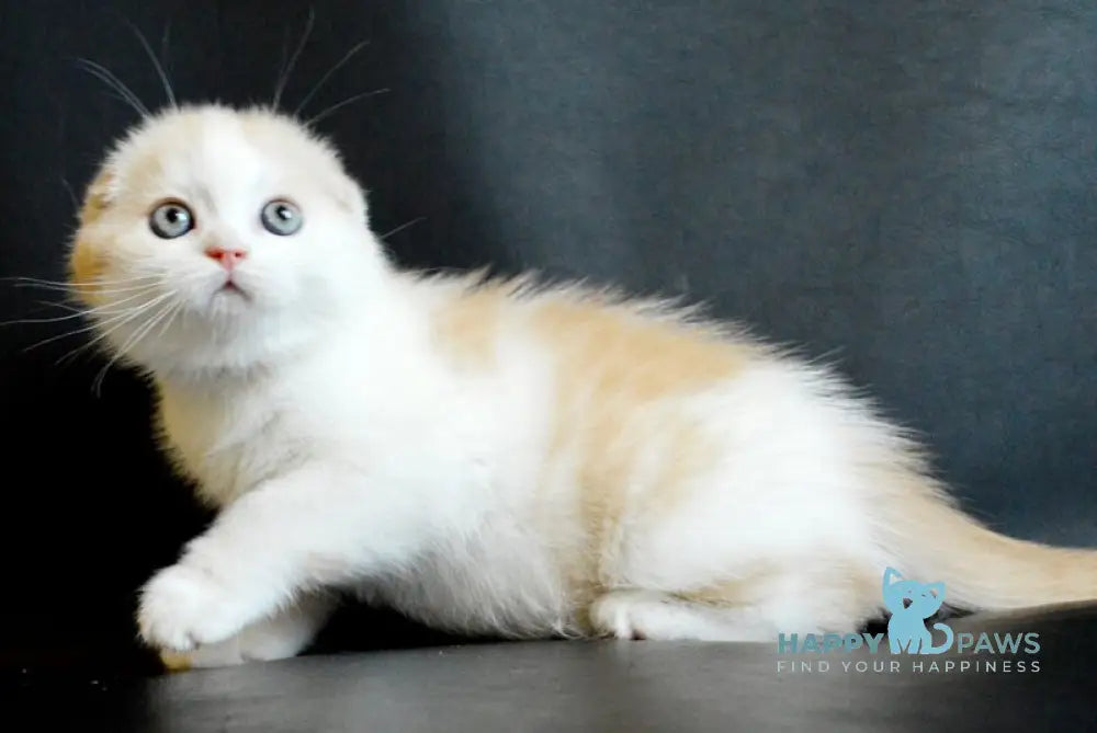 Simon Scottish Fold male cream tabby bicolour live animals