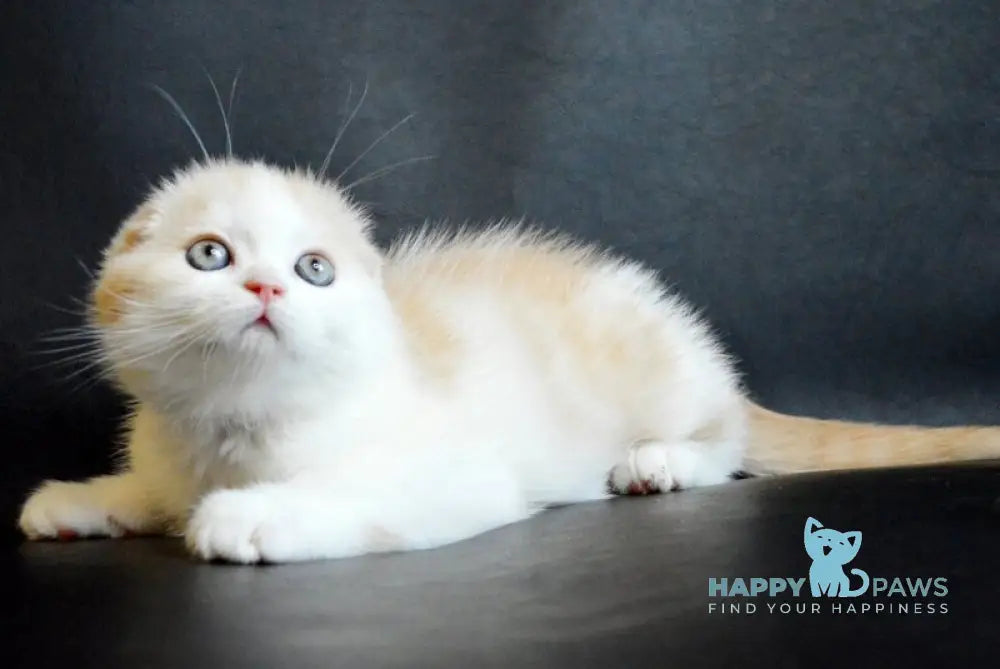 Simon Scottish Fold male cream tabby bicolour live animals
