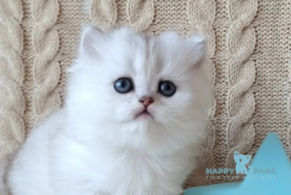 Simon Scottish Straight male black silver spotted tabby live animals