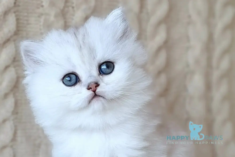 Simon Scottish Straight male black silver spotted tabby live animals