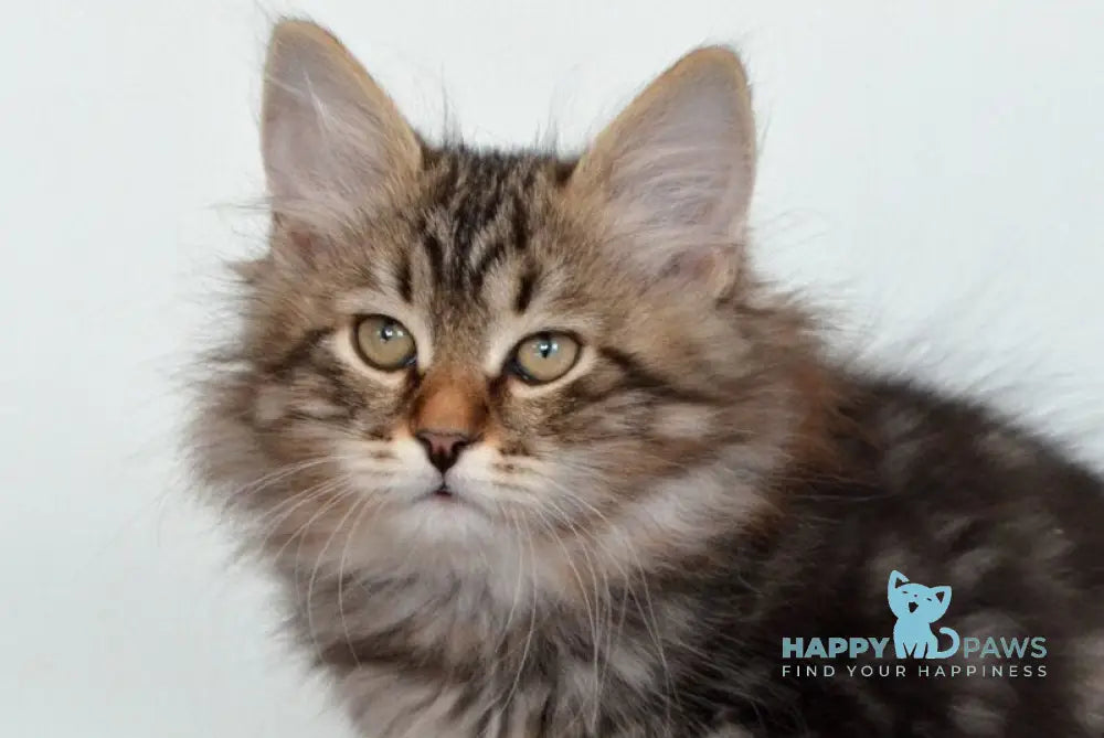 Simon Siberian male black tabby live animals