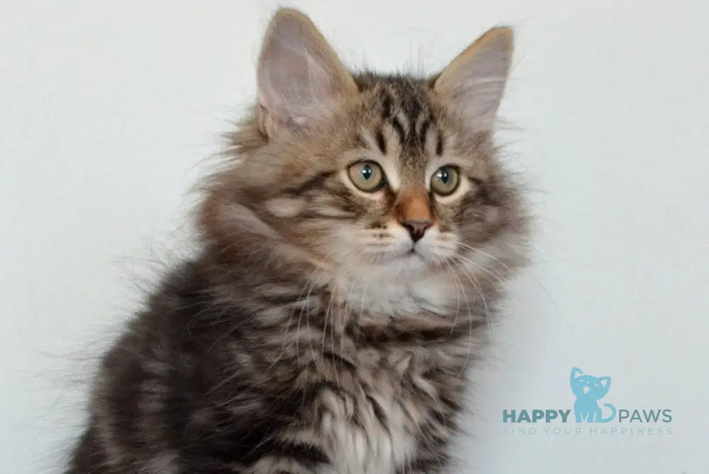 Simon Siberian male black tabby live animals