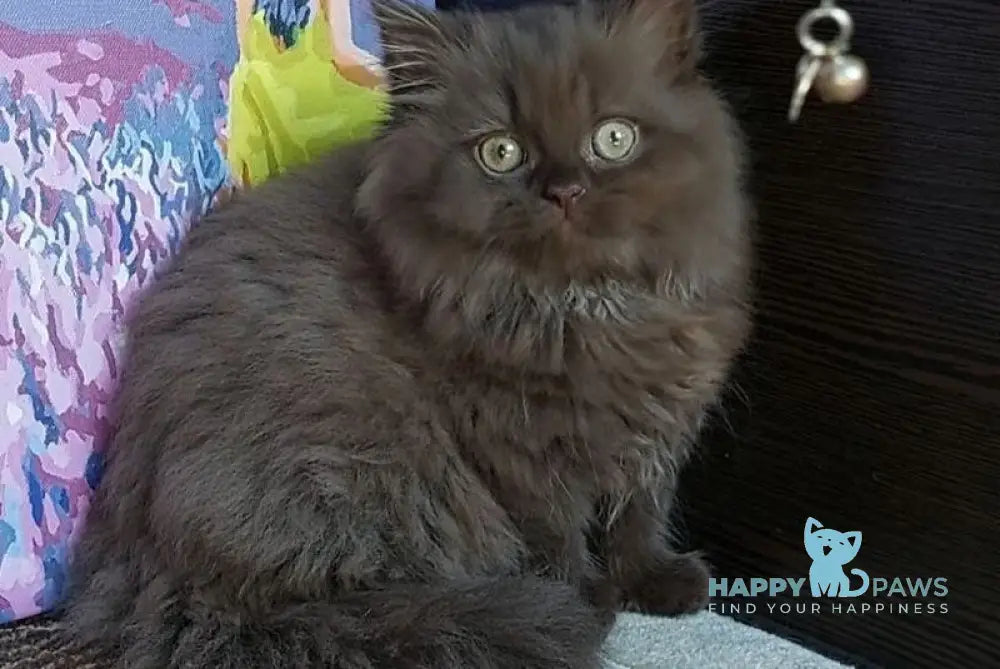 Simonna British Longhair female chocolate live animals