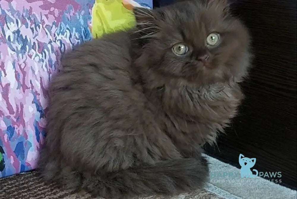 Simonna British Longhair female chocolate live animals