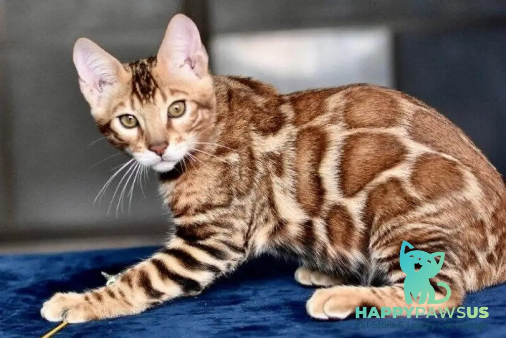 Sinbad Bengal male black spotted tabby - live animals