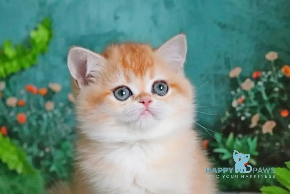 Sindi British Shorthair female black golden shaded live animals