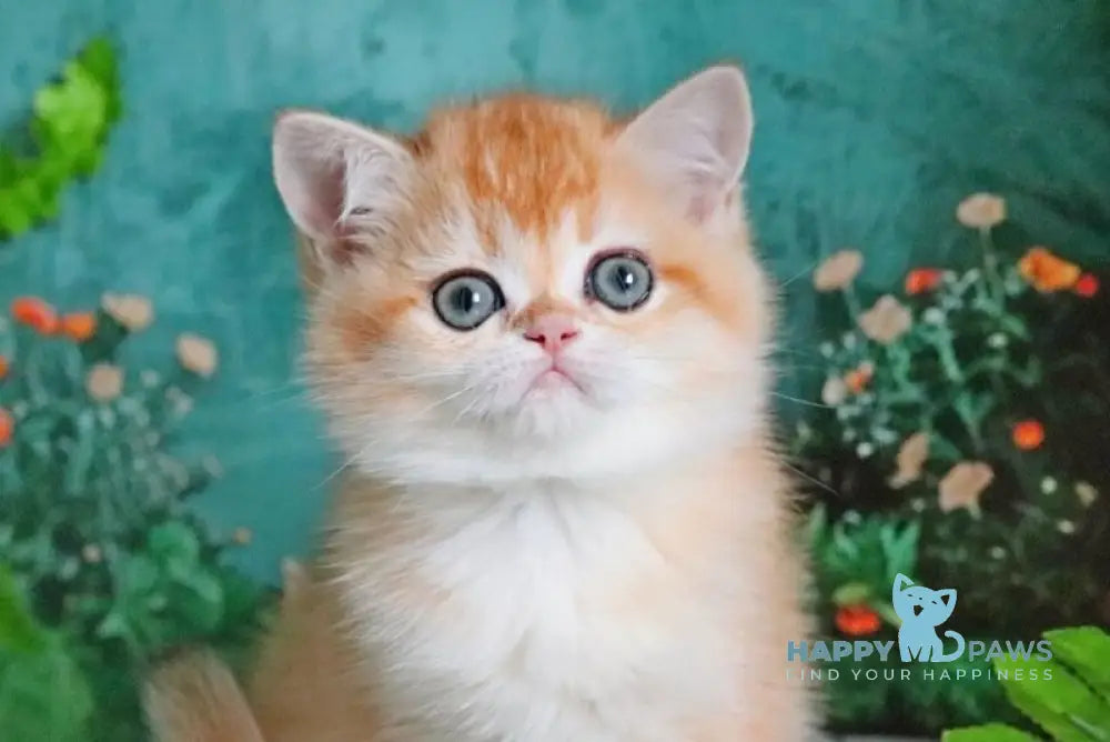 Sindi British Shorthair female black golden shaded live animals