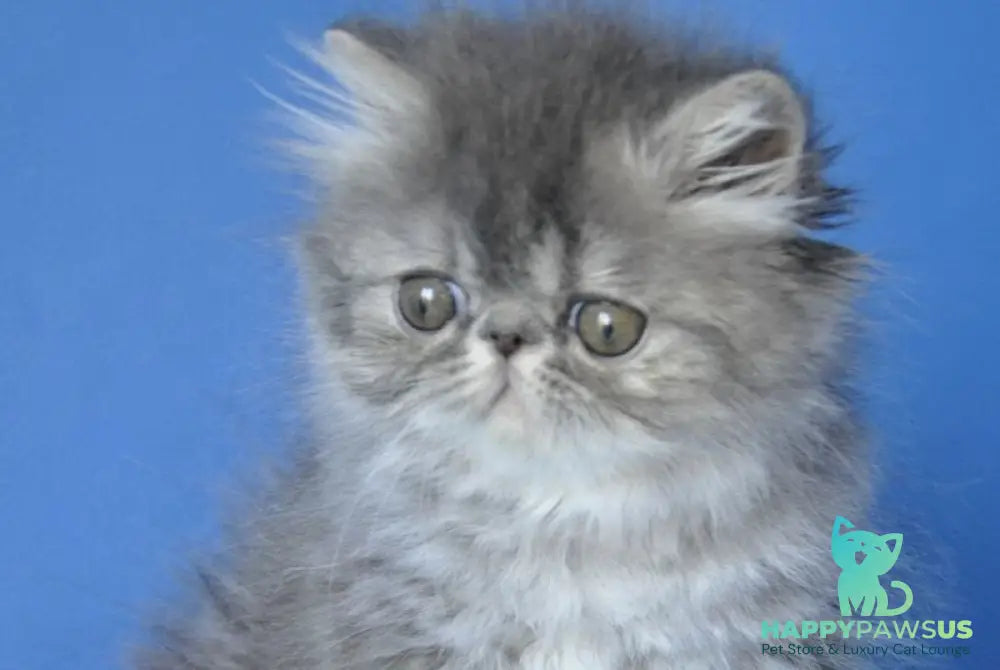 Sindi Persian female blue tabby with white - live animals