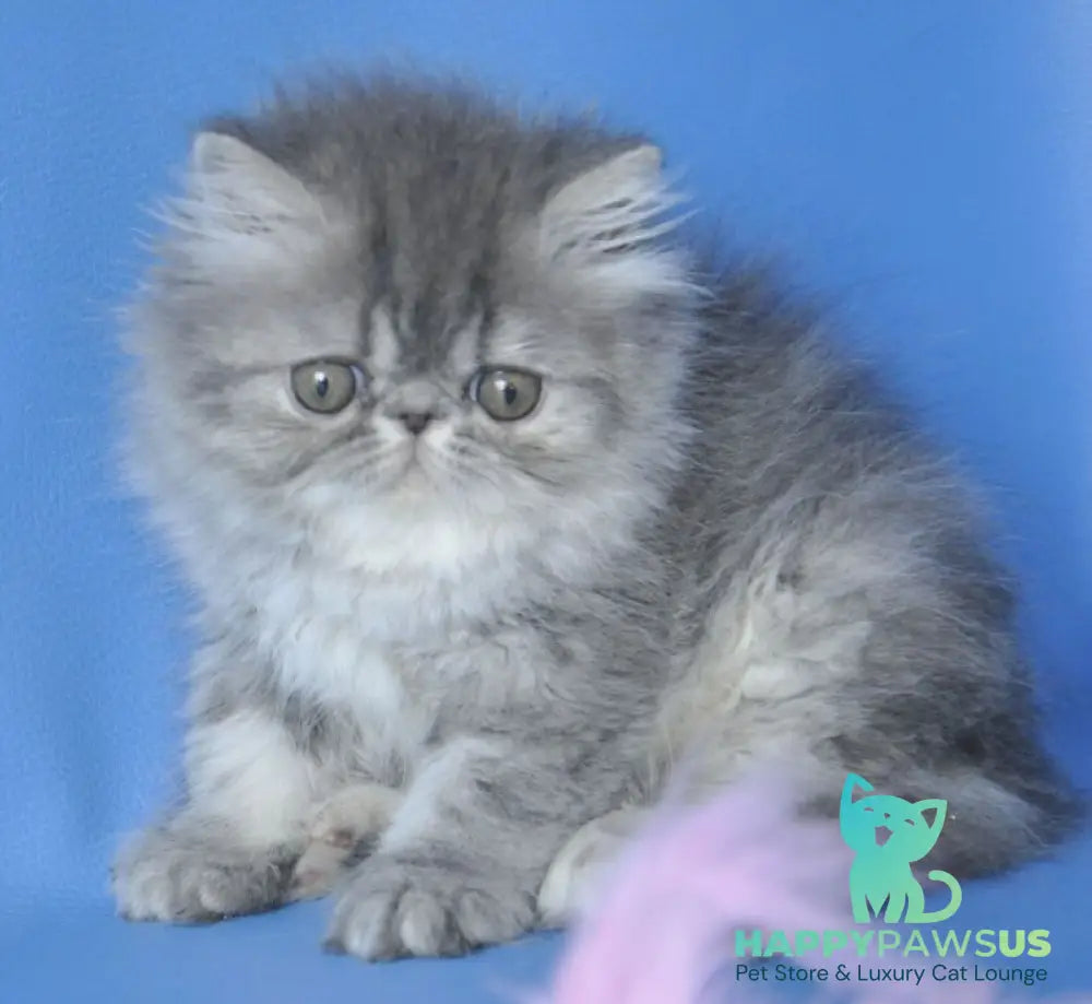Sindi Persian female blue tabby with white - live animals