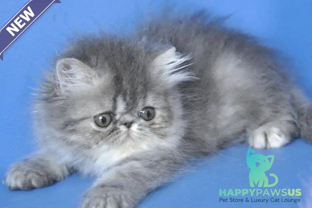 Sindi Persian female blue tabby with white - live animals