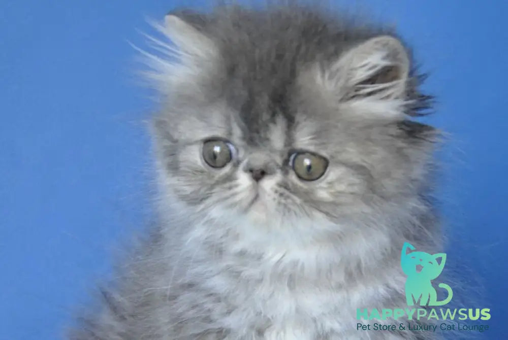 Sindi Persian female blue tabby with white - live animals