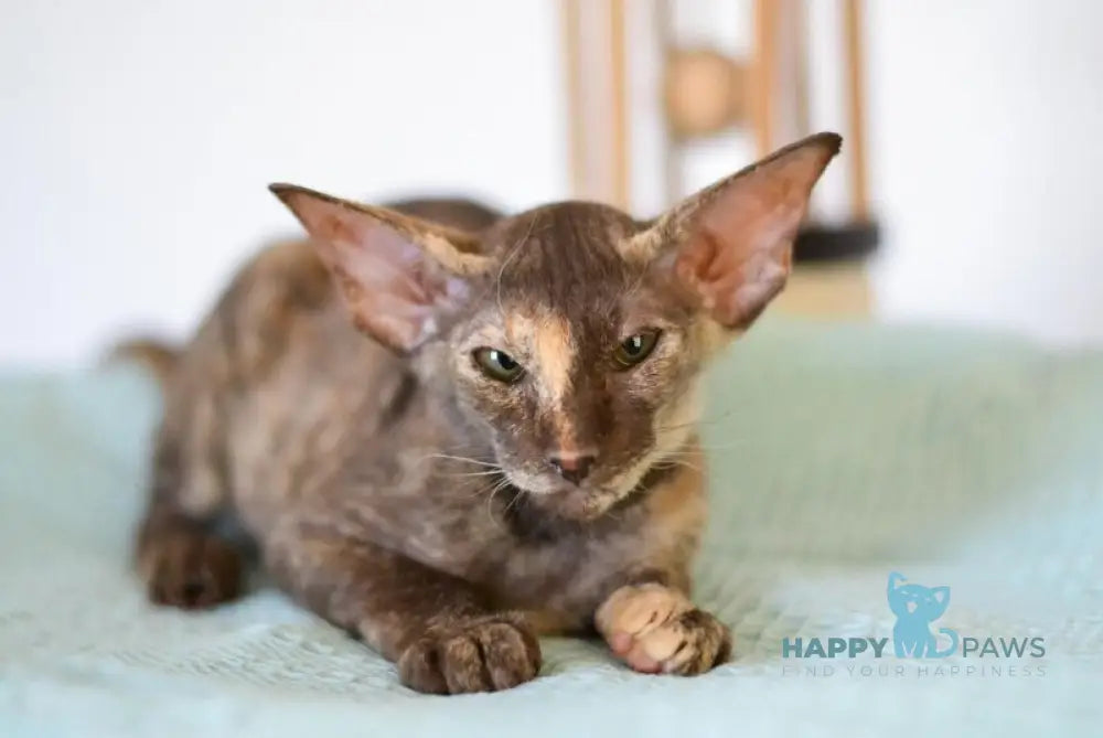 Sindi Peterbald female chocolate tortie live animals