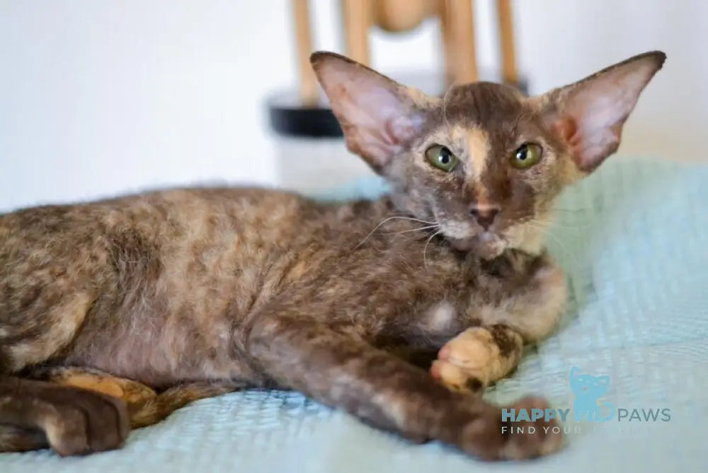 Sindi Peterbald female chocolate tortie live animals