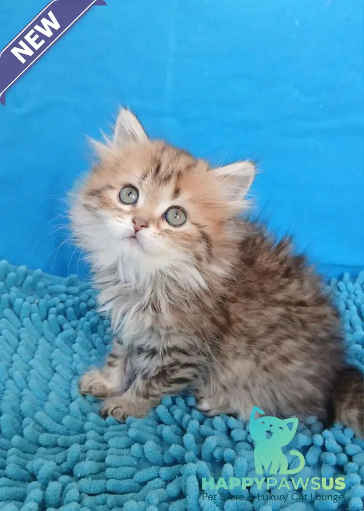 Sindy British Longhair female black golden chinchilla - live animals