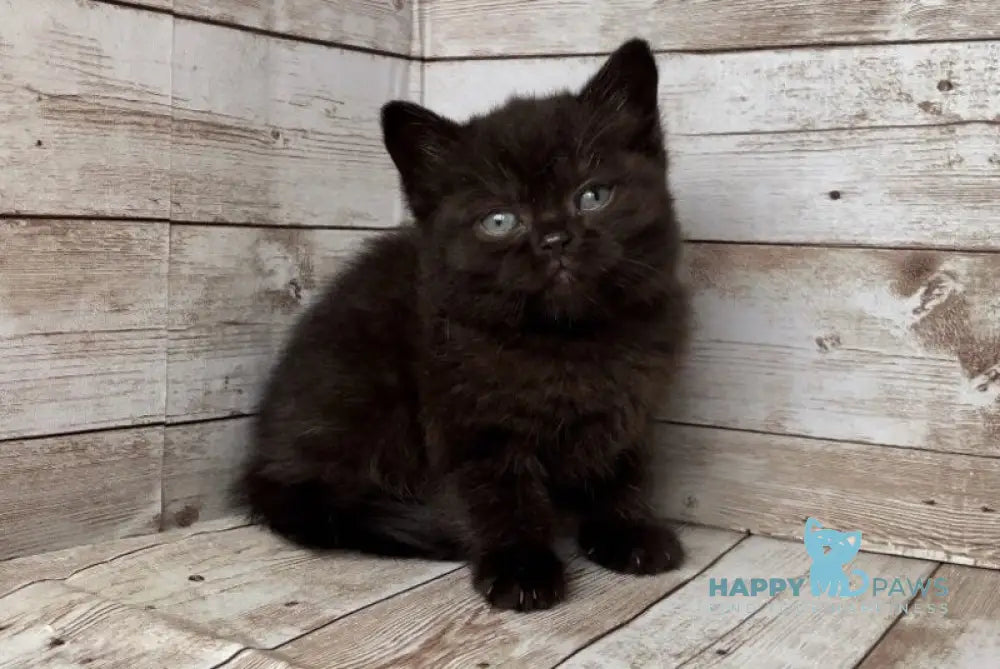 Sindy British Shorthair female black live animals