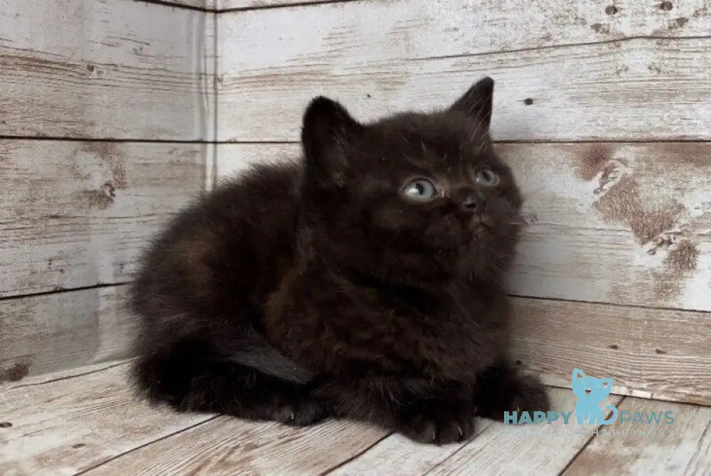 Sindy British Shorthair female black live animals